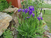Iris Flowers Seeds, Iris Missouriensis ,HARDY PERENNIAL - Caribbean garden seed