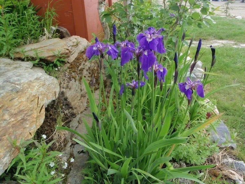 Iris Flowers Seeds, Iris Missouriensis ,HARDY PERENNIAL - Caribbean garden seed