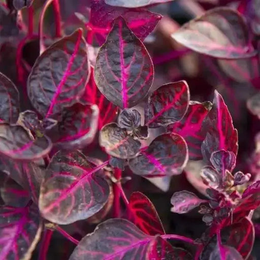 Iresine Chicken Gizzard RED, (live plant) perennial flowers - Caribbean garden seed