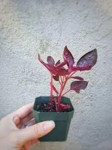 Iresine Chicken Gizzard RED, (live plant) perennial flowers - Caribbean garden seed