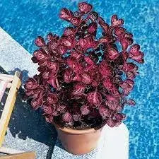 Iresine Chicken Gizzard RED, (live plant) perennial flowers - Caribbean garden seed