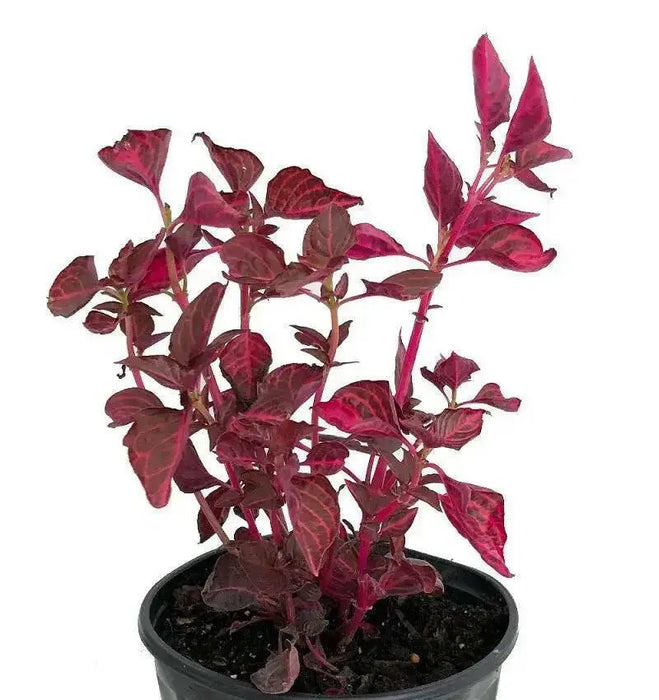 Iresine Chicken Gizzard RED, (live plant) perennial flowers - Caribbean garden seed
