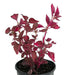 Iresine Chicken Gizzard RED, (live plant) perennial flowers - Caribbean garden seed