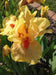 Iris Germanica 'Alliteration' Bearded Iris, Perennial Bareroot Plant - Caribbean garden seed