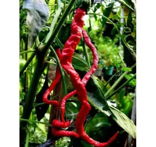 Indonesian Hot Chili Pepper seeds ,Capsicum Annuum,Kopay MONSTER Size 28-33 cm !! Very Rare - Caribbean garden seed