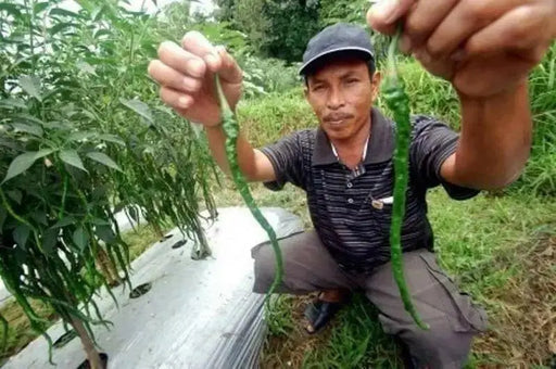 Indonesian Hot Chili Pepper seeds ,Capsicum Annuum,Kopay MONSTER Size 28-33 cm !! Very Rare - Caribbean garden seed