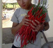 Indonesian Hot Chili Pepper seeds ,Capsicum Annuum,Kopay MONSTER Size 28-33 cm !! Very Rare - Caribbean garden seed