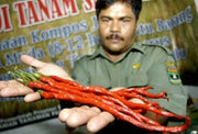 Indonesian Hot Chili Pepper seeds ,Capsicum Annuum,Kopay MONSTER Size 28-33 cm !! Very Rare - Caribbean garden seed