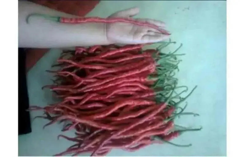 Indonesian Hot Chili Pepper seeds ,Capsicum Annuum,Kopay MONSTER Size 28-33 cm !! Very Rare - Caribbean garden seed