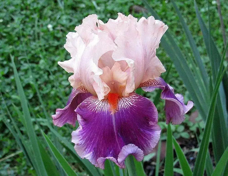 Iris Cherry Blossom Song,Perennial Plant Rhizome - Caribbean garden seed