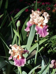 Iris Cherry Blossom Song,Perennial Plant Rhizome - Caribbean garden seed