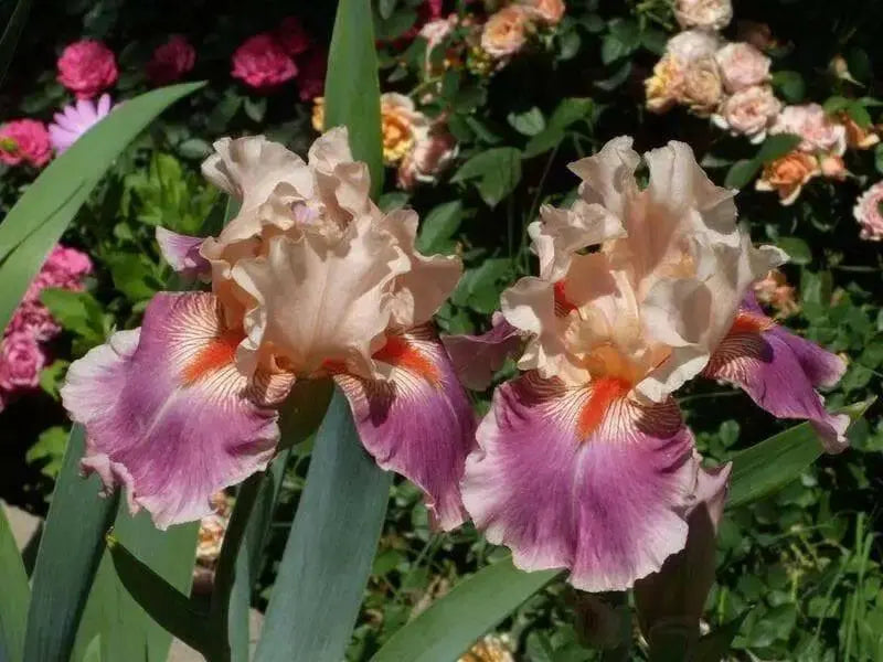 Iris Cherry Blossom Song,Perennial Plant Rhizome - Caribbean garden seed