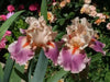 Iris Cherry Blossom Song,Perennial Plant Rhizome - Caribbean garden seed
