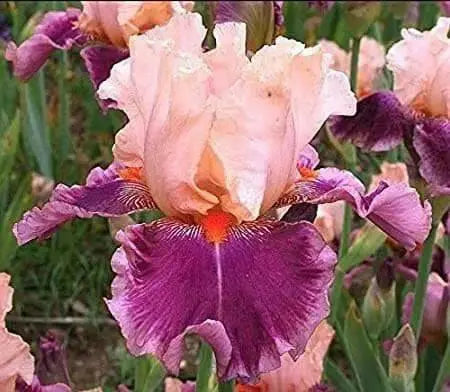 Iris Cherry Blossom Song,Perennial Plant Rhizome - Caribbean garden seed