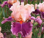 Iris Cherry Blossom Song,Perennial Plant Rhizome - Caribbean garden seed