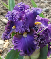 Iris Pagan Dance, Bearded Iris, Perennial Bareroot Plant - Caribbean garden seed