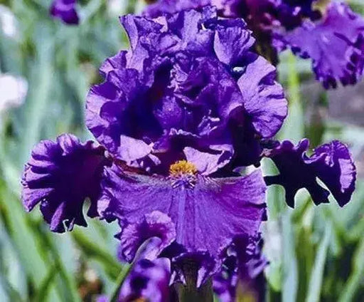 Iris Pagan Dance, Bearded Iris, Perennial Bareroot Plant - Caribbean garden seed