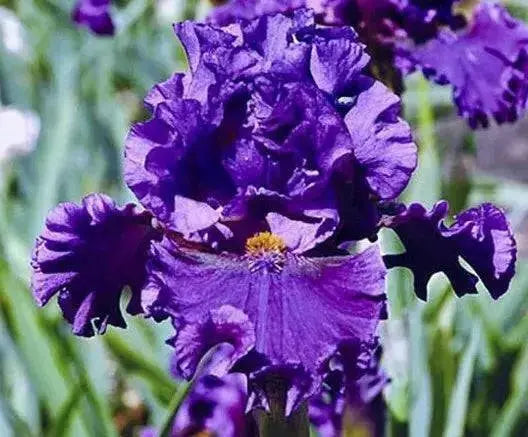 Iris Pagan Dance, Bearded Iris, Perennial Bareroot Plant - Caribbean garden seed