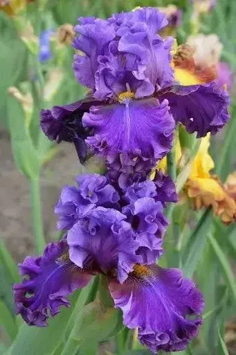 Iris Pagan Dance, Bearded Iris, Perennial Bareroot Plant - Caribbean garden seed