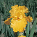 Iris Germanica 'PURE AS GOLD' Bearded Iris, Perennial Bareroot Plant - Caribbean garden seed