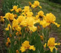 Iris Germanica 'PURE AS GOLD' Bearded Iris, Perennial Bareroot Plant - Caribbean garden seed