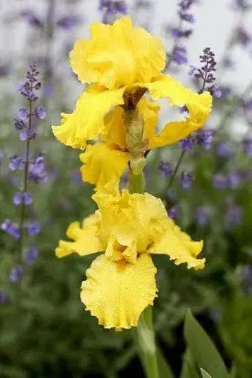 Iris Germanica 'PURE AS GOLD' Bearded Iris, Perennial Bareroot Plant - Caribbean garden seed