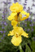 Iris Germanica 'PURE AS GOLD' Bearded Iris, Perennial Bareroot Plant - Caribbean garden seed