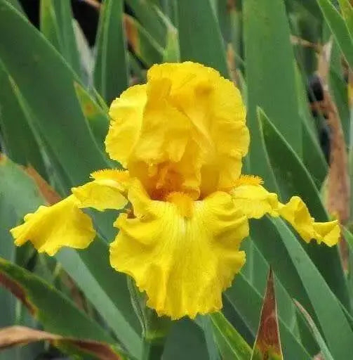 Iris Germanica 'PURE AS GOLD' Bearded Iris, Perennial Bareroot Plant - Caribbean garden seed