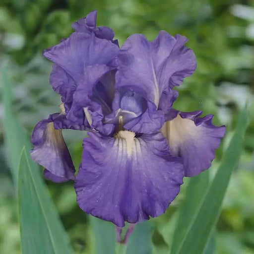 Iris Germanica Victoria Falls' Bearded Iris, Perennial Bareroot Plant - Caribbean garden seed
