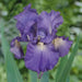 Iris Germanica Victoria Falls' Bearded Iris, Perennial Bareroot Plant - Caribbean garden seed