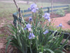 Iris Germanica Victoria Falls' Bearded Iris, Perennial Bareroot Plant - Caribbean garden seed
