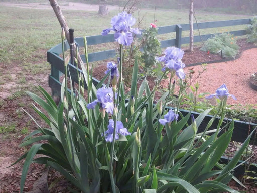Iris Germanica Victoria Falls' Bearded Iris, Perennial Bareroot Plant - Caribbean garden seed