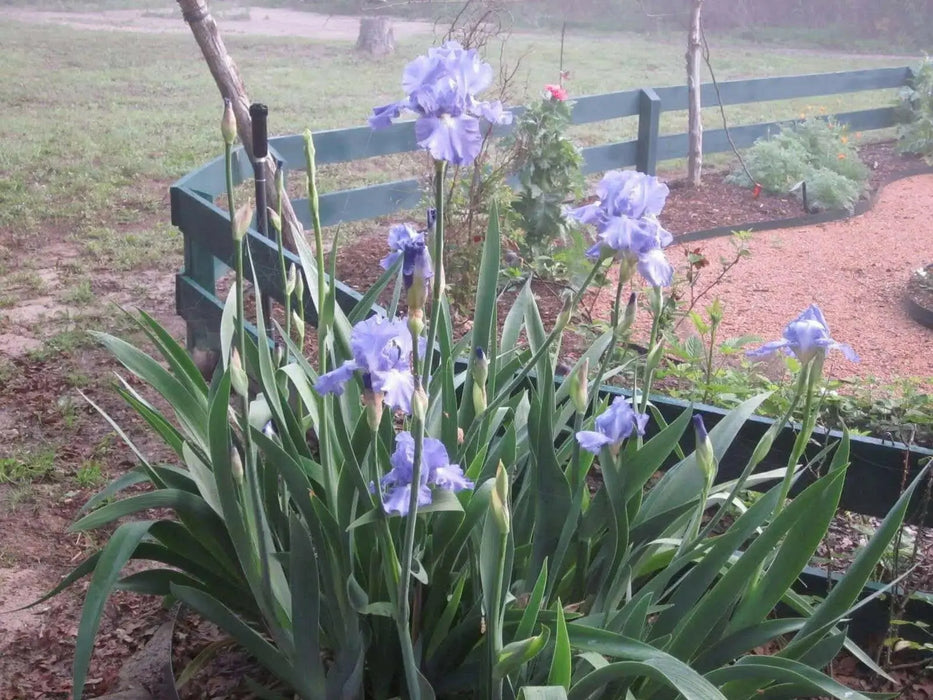 Iris Germanica Victoria Falls' Bearded Iris, Perennial Bareroot Plant - Caribbean garden seed
