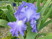 Iris Germanica Victoria Falls' Bearded Iris, Perennial Bareroot Plant - Caribbean garden seed