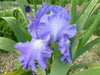Iris Germanica Victoria Falls' Bearded Iris, Perennial Bareroot Plant - Caribbean garden seed