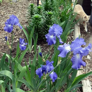 Iris Germanica Victoria Falls' Bearded Iris, Perennial Bareroot Plant - Caribbean garden seed