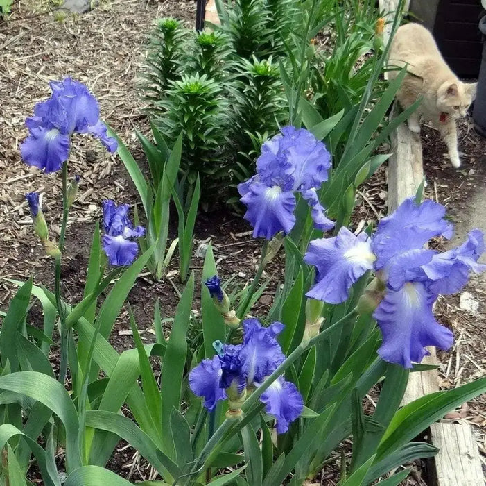 Iris Germanica Victoria Falls' Bearded Iris, Perennial Bareroot Plant - Caribbean garden seed