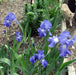 Iris Germanica Victoria Falls' Bearded Iris, Perennial Bareroot Plant - Caribbean garden seed