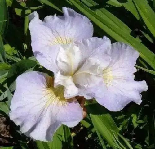 IRIS SIBIRICA 'Dawn Waltz ('3 Plant) Bloom,Early and mid-spring - Caribbean garden seed
