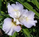 IRIS SIBIRICA 'Dawn Waltz ('3 Plant) Bloom,Early and mid-spring - Caribbean garden seed