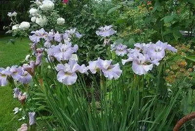IRIS SIBIRICA 'Dawn Waltz ('3 Plant) Bloom,Early and mid-spring - Caribbean garden seed