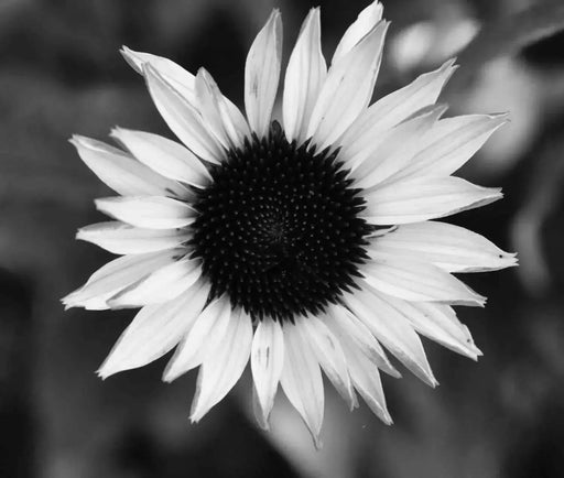 Italian White Sunflower Seeds ,Helianthus,Cut Flowers, Ornamental, Outdoor - Caribbean garden seed