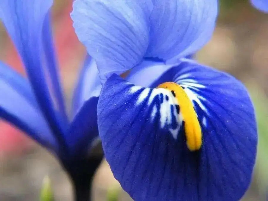 Iris Reticulata Harmony -Easy to grow Dwarf Iris,  ! - Caribbean garden seed