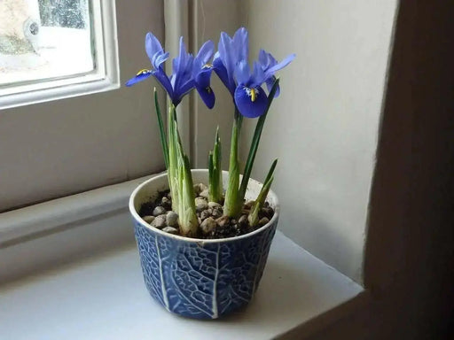 Iris Reticulata Harmony -Easy to grow Dwarf Iris,  ! - Caribbean garden seed