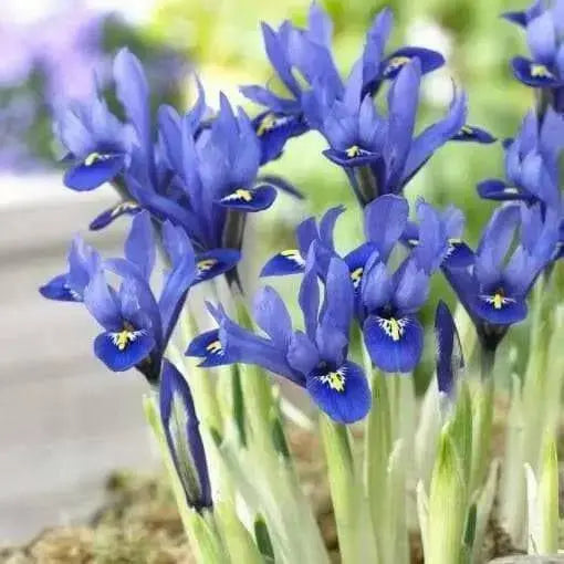 Iris Reticulata Harmony -Easy to grow Dwarf Iris,  ! - Caribbean garden seed