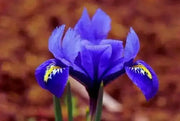 Iris Reticulata Harmony -Easy to grow Dwarf Iris,  ! - Caribbean garden seed