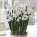INDOOR Paperwhite, GREAT INDOOR, Narcissus bulbs - Caribbean garden seed