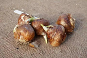 INDOOR Paperwhite, GREAT INDOOR, Narcissus bulbs - Caribbean garden seed