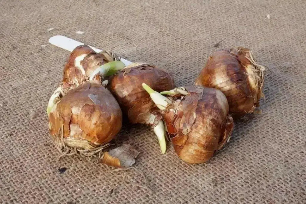 INDOOR Paperwhite, GREAT INDOOR, Narcissus bulbs - Caribbean garden seed