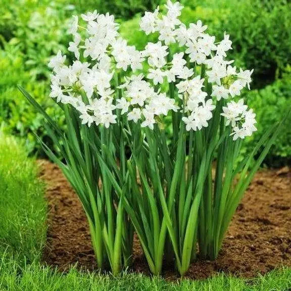 INDOOR Paperwhite, GREAT INDOOR, Narcissus bulbs - Caribbean garden seed
